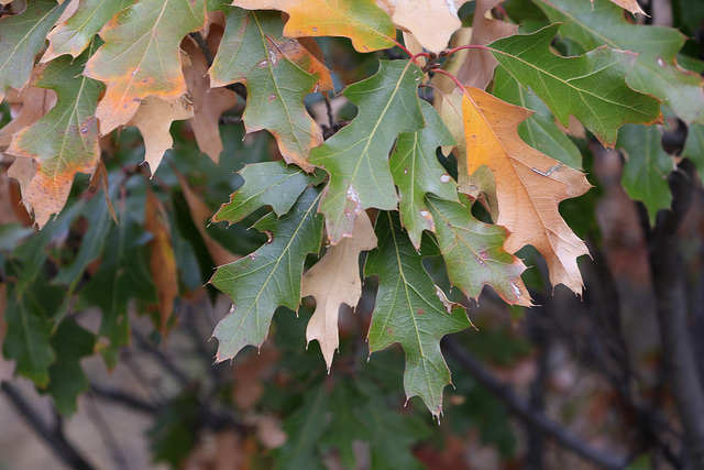 Overcup Oak Leaves