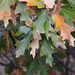 Overcup Oak Leaves