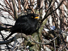 Diese Amsel wartet auch auf den Frühling :)