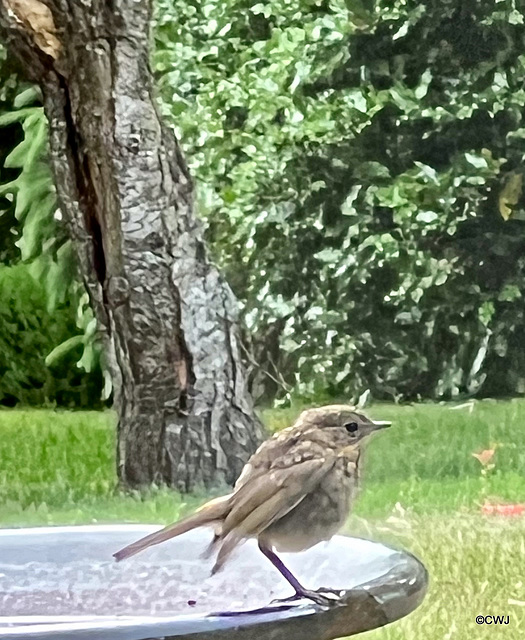 Young Robin checking out the territory