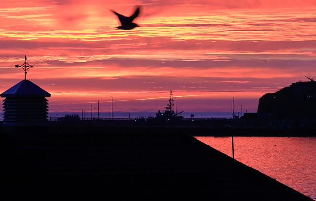 EOS 6D Peter Harriman 07 51 35 26950 herringGullDawn dpp