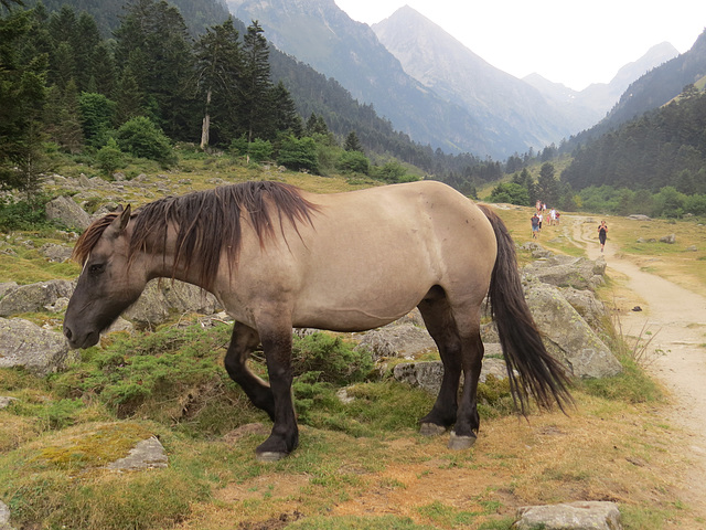 Cheval pyrénéen.