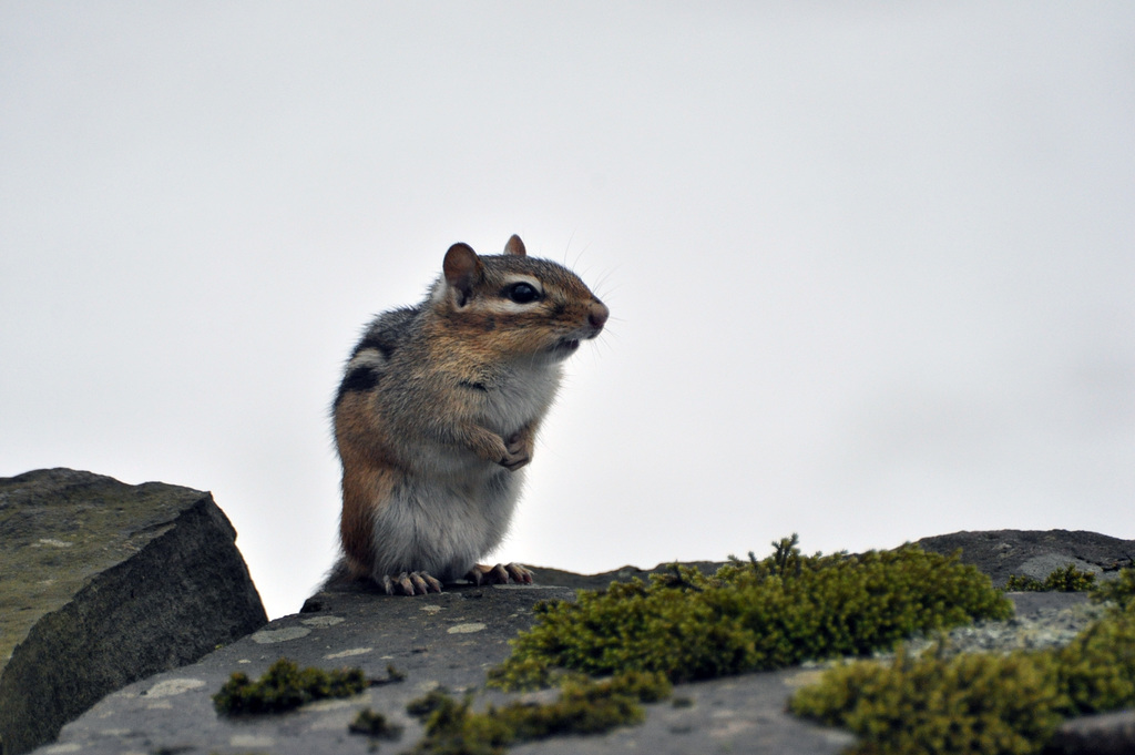 chipmonk DSC 1934 2