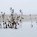 #23 - Wierd Folkersma - winter landscape - 26̊ 2points