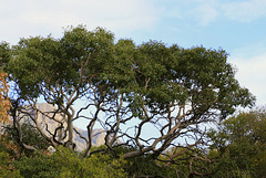 Texas Madrone