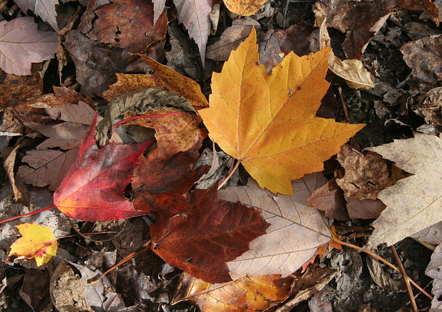 11/50 maple leaf, feuille d'érable