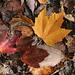 11/50 maple leaf, feuille d'érable