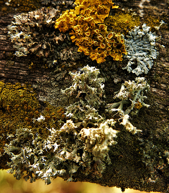 Lichen It Again