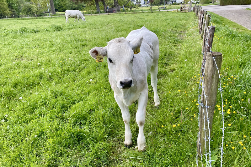 Calf