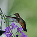 Tanzende Kolibris