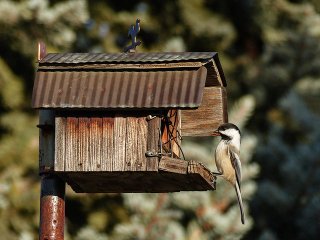 Complete with tiny rooster weather vane