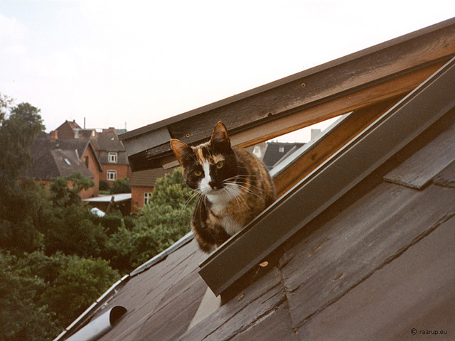 Carl on top of the World, 1991