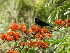 Is this a Giant Cowbird?, Tobago, Day 2