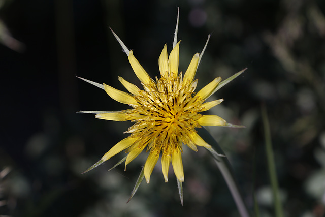 Meadow Salsify