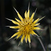 Meadow Salsify