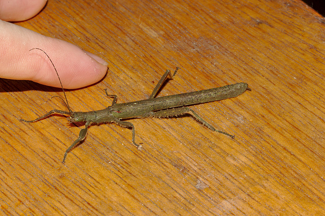 Phasmid IMG_7349