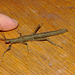 Phasmid IMG_7349