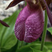 Lady's Slipper