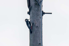 Great spotted woodpecker