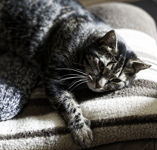 Luna, Sofa, Familie, Benneckensteib