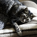Luna, Sofa, Familie, Benneckensteib