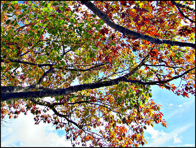 Autumn Leaves Above.