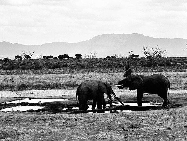 At a waterhole.