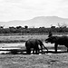 At a waterhole.