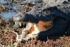 Botswana, Crocodile's Mouth Close up