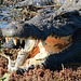 Botswana, Crocodile's Mouth Close up