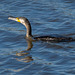 Cormorant