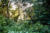 Cardamom forest