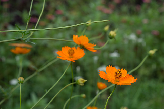 Orange cosmos