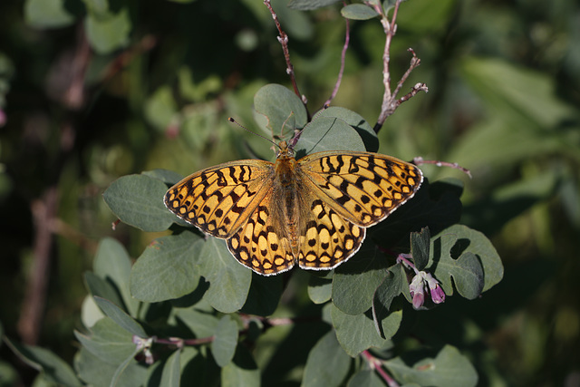 Bog Fritillary