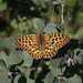 Bog Fritillary