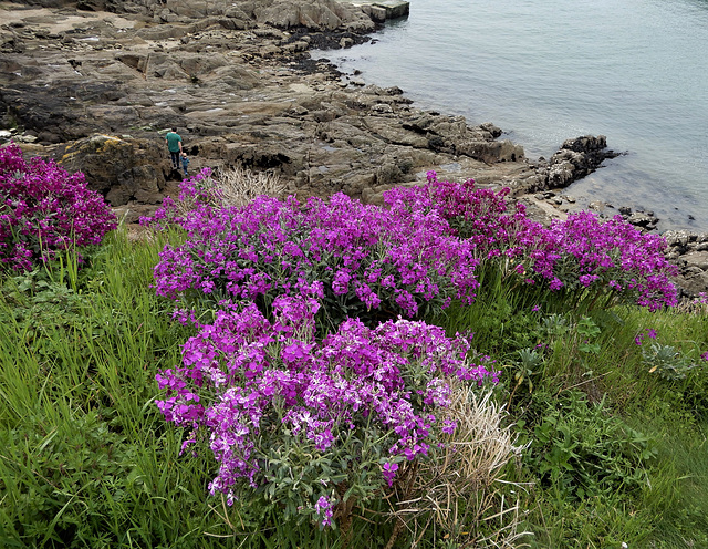 giroflées maritimes