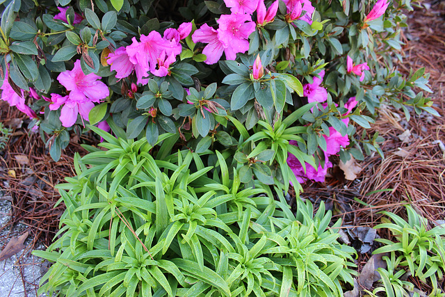 :))) More Azaleas and my Easter Lilies springing up :)  yaah!! :))   3-2020