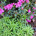 :))) More Azaleas and my Easter Lilies springing up :)  yaah!! :))   3-2020