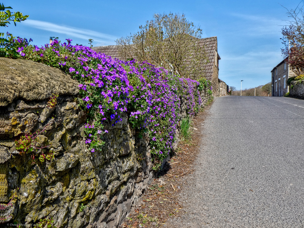 Castlegate, East Ayton (2 x Pip's)