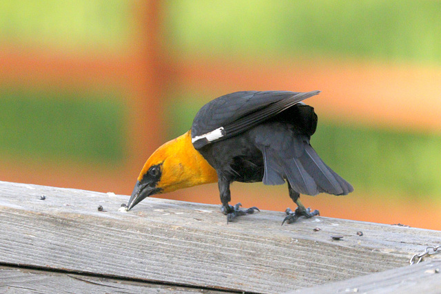 Yellow-headed Blackbird