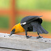 Yellow-headed Blackbird