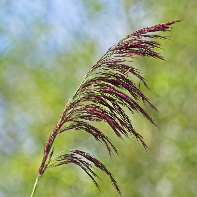 Common Reed Grass