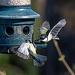 Great tit and blue tit