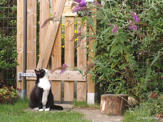 Snow White watching the butterflies (2013)