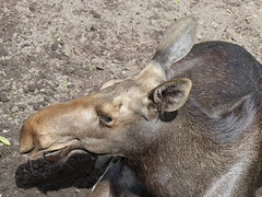 Helsinki Zoo (2) - 2 August 2016