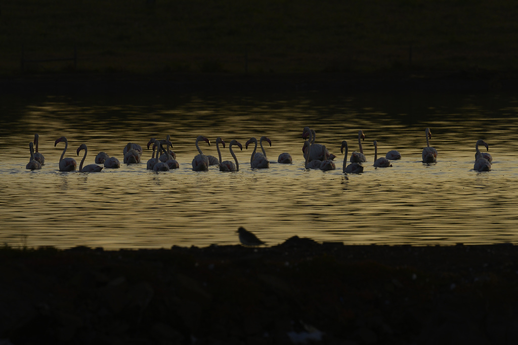 Phoenicopterus roseus, Flamingo