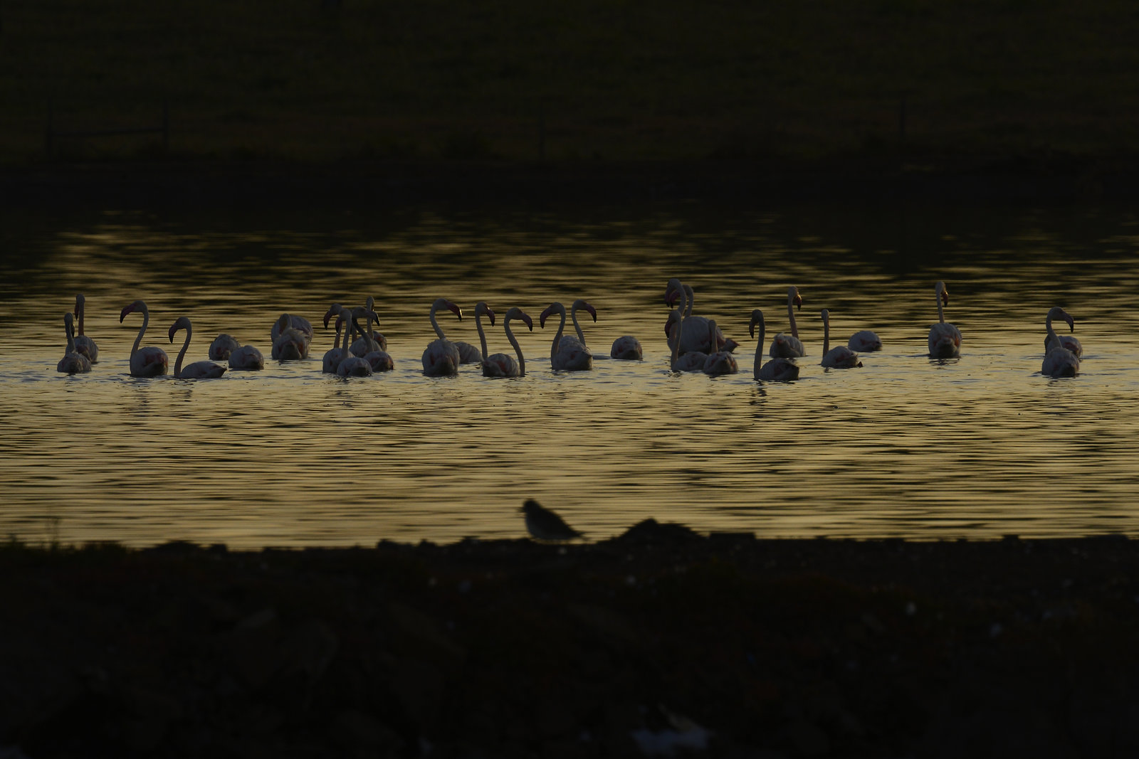Phoenicopterus roseus, Flamingo