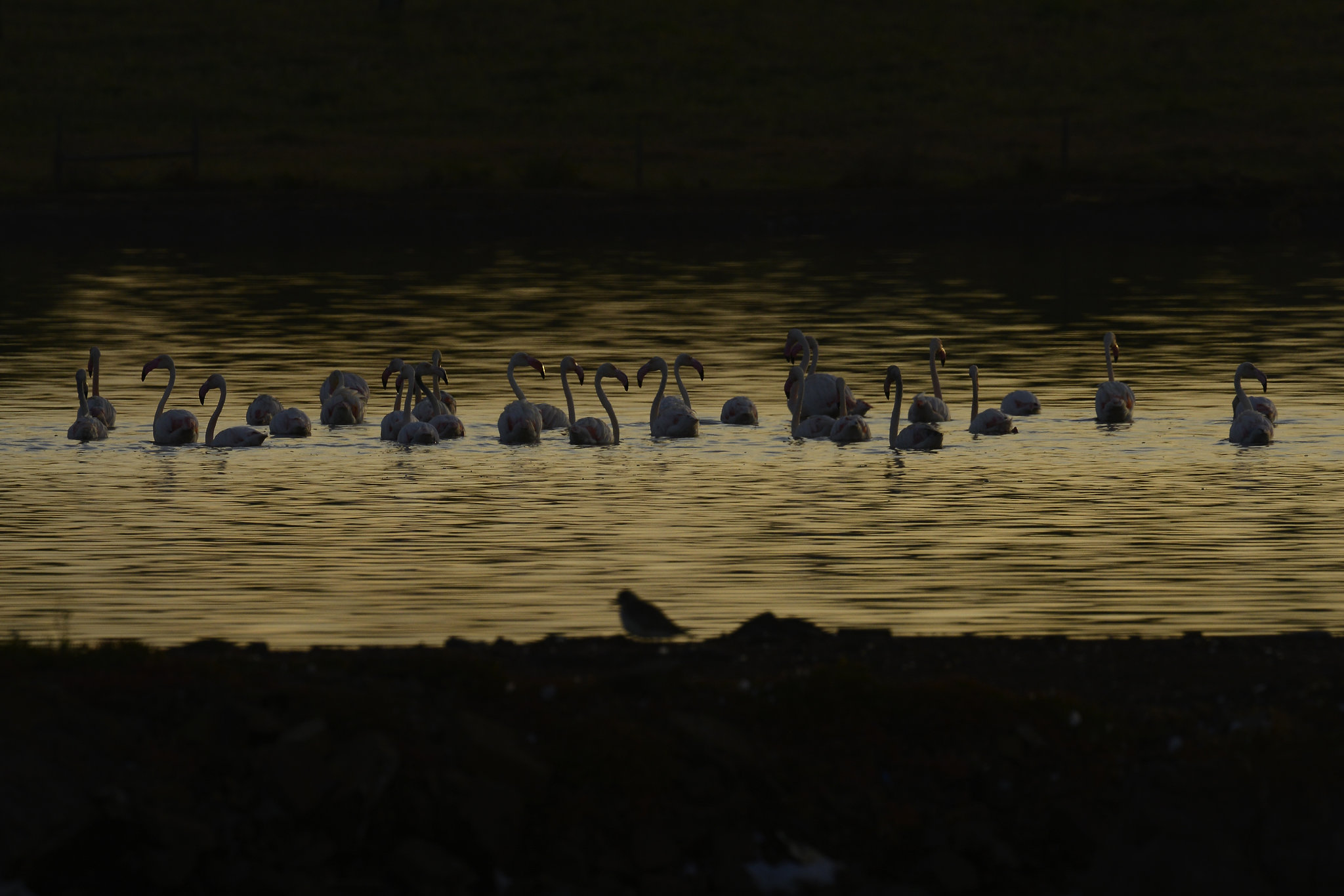 Phoenicopterus roseus, Flamingo