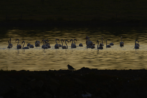 Phoenicopterus roseus, Flamingo