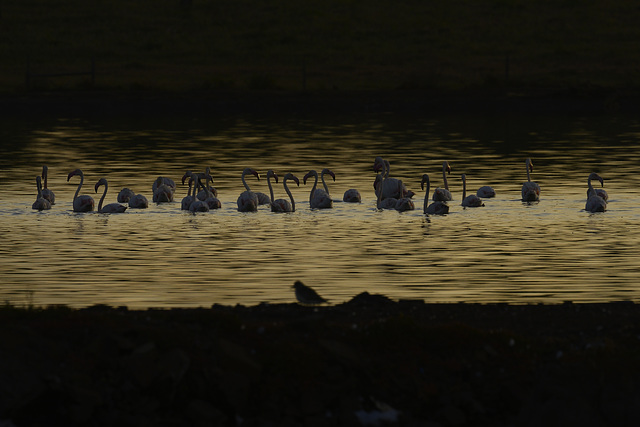 Phoenicopterus roseus, Flamingo